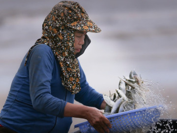 Tin tức - Ngư dân trúng đậm mỗi ngày nhờ loài cá giàu đạm