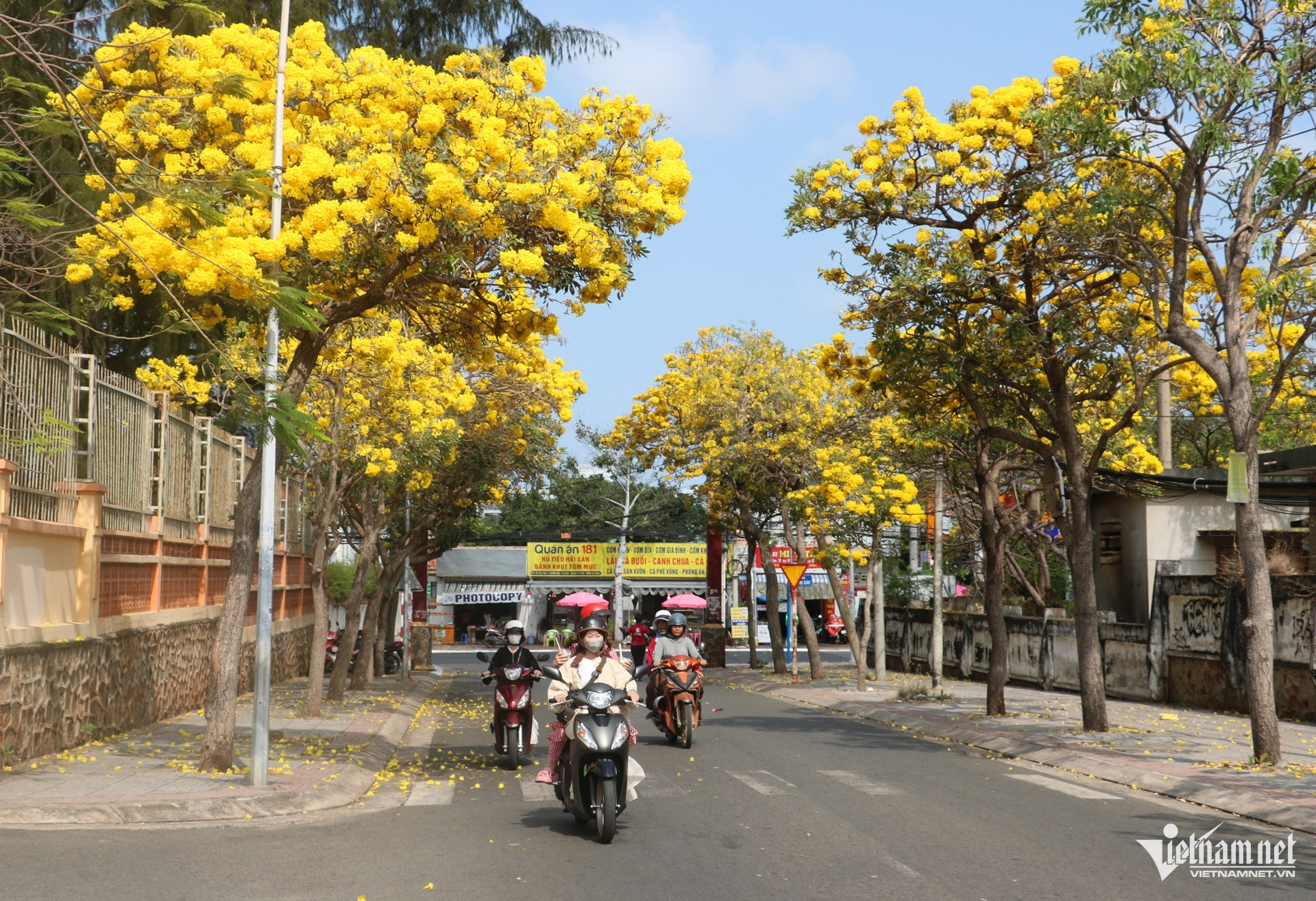 Sắc hoa phong linh amp;#34;nhuộm vàngamp;#34; tuyến phố ở Vũng Tàu, du khách rủ nhau check-in - 1