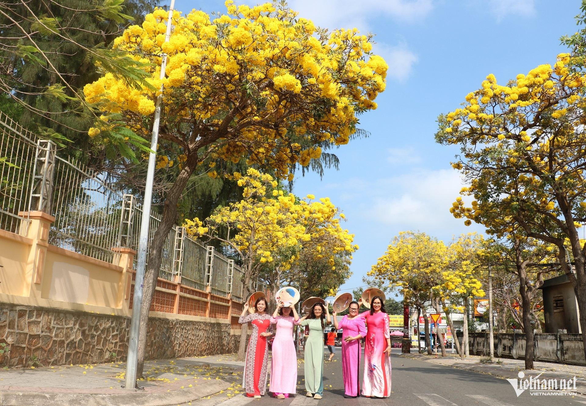 Sắc hoa phong linh amp;#34;nhuộm vàngamp;#34; tuyến phố ở Vũng Tàu, du khách rủ nhau check-in - 2