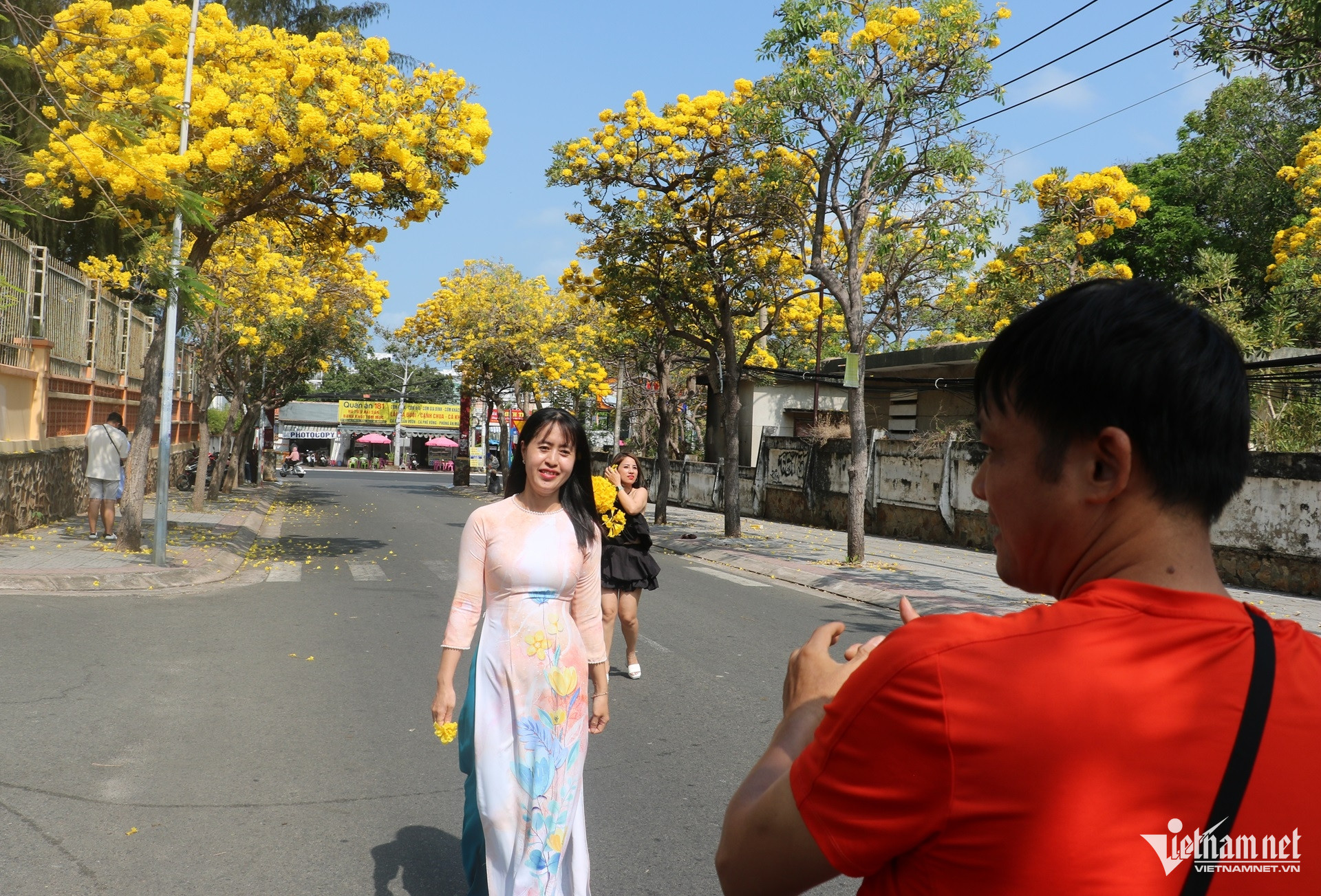 Sắc hoa phong linh amp;#34;nhuộm vàngamp;#34; tuyến phố ở Vũng Tàu, du khách rủ nhau check-in - 4