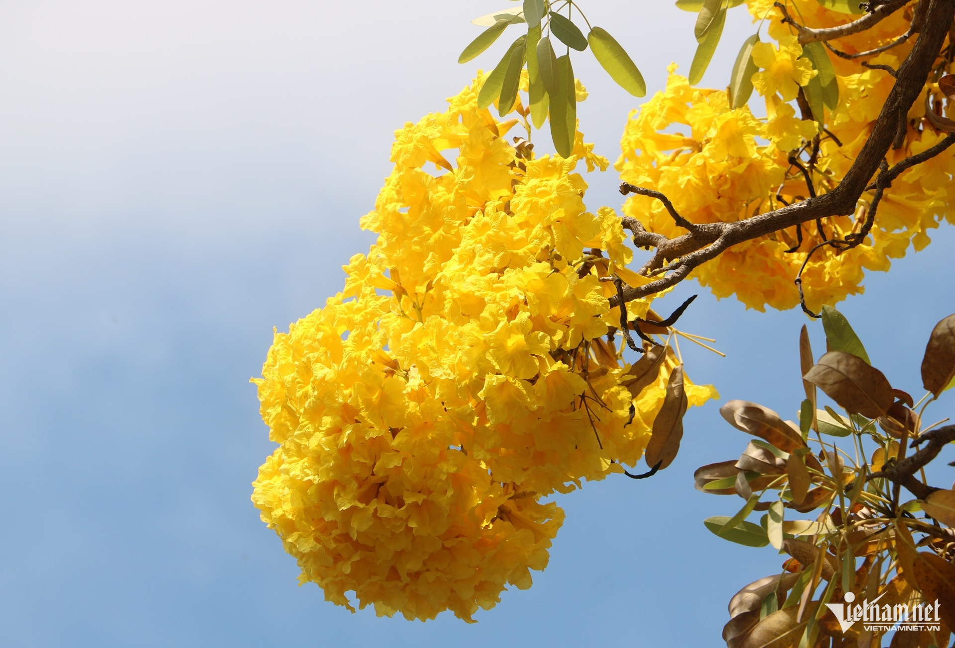 Sắc hoa phong linh amp;#34;nhuộm vàngamp;#34; tuyến phố ở Vũng Tàu, du khách rủ nhau check-in - 6