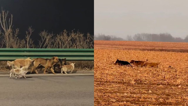 7 chú chó đi men theo đường cao tốc, băng qua cách đồng để trở về nhà.
