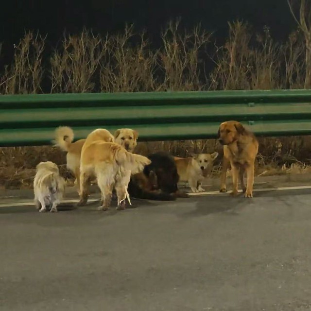 Khoảnh khắc 7 con chó trên đường cao tốc, tìm đường về nhà (Ảnh cắt từ video).