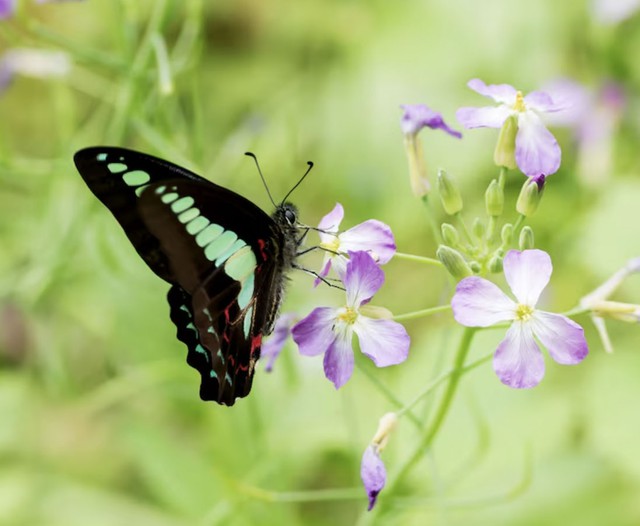 Người sinh ngày 1 Âm lịch thường đi trước một bước, biết nắm bắt thời cơ nên đến tuổi trung niên dễ đạt được bước tiến lớn, tài lộc dồi dào - Ảnh minh họa.