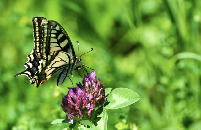Dù con đường thành công không đến ngay lập tức, nhưng nếu kiên trì tích lũy kinh nghiệm và làm nhiều việc thiện, người sinh ngày 5 Âm lịch sẽ dần chuyển vận, có cơ hội đổi đời - Ảnh minh họa.