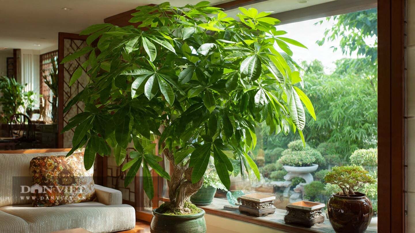 Cây cảnh kim ngân, ý nghĩa như tên gọi, tượng trưng cho sự giàu có và thịnh vượng