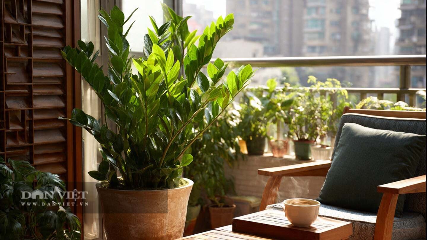 Cây cảnh kim tiền mang lại sự giàu có và thịnh vượng
