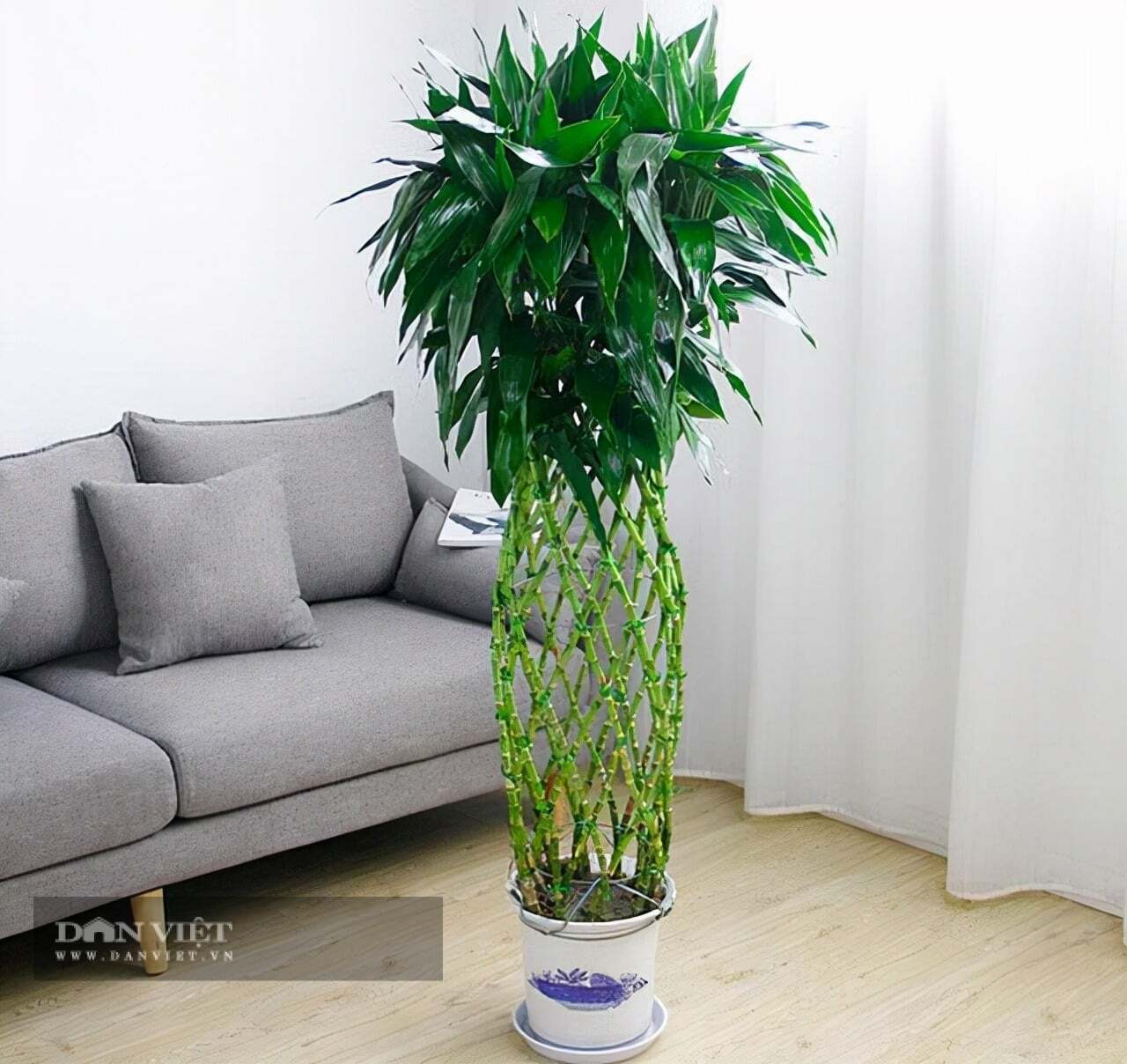 Cây cảnh này có thể được trồng thủy canh, giúp chúng sạch sẽ và dễ chăm sóc.