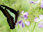 Eva tám - Ngày sinh Âm lịch định sẵn số vượng phát: Sinh đúng ngày này, nghèo mấy cũng có lúc đổi đời