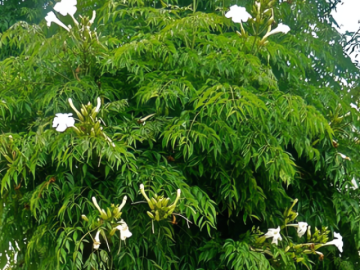 5 cây cảnh may mắn giúp xua đuổi tà ma, mang lại tài lộc, tăng thêm vẻ đẹp và sức sống cho ngôi nhà