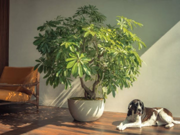 Người xưa dặn: Trồng 5 cây cảnh trong nhà, thịnh vượng và may mắn ghé thăm, gia đình tràn đầy lộc