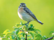 Eva tám - Ngày sinh Âm lịch của người người nói ít làm nhiều, tài lộc đến muộn nhưng vững vàng