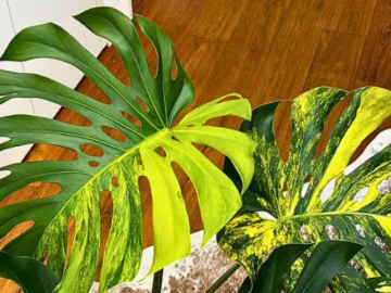 Trầu bà Nam Mỹ đột biến vàng: Nhiều người quan niệm là dòng chảy của vận khí