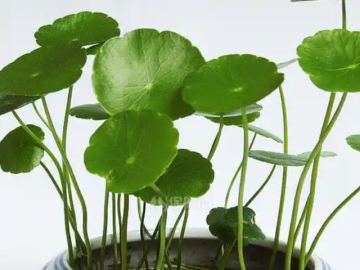 5 loại cây ‘nhỏ mà có võ’: Dễ trồng, hút tài lộc, giúp không gian bừng sức sống