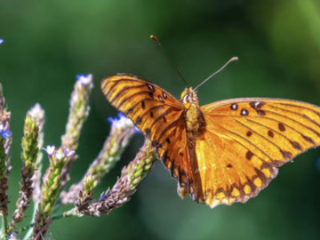 Người sinh vào khung giờ Tứ mã: Kiếm tiền giỏi bậc nhất nhưng khó giữ của