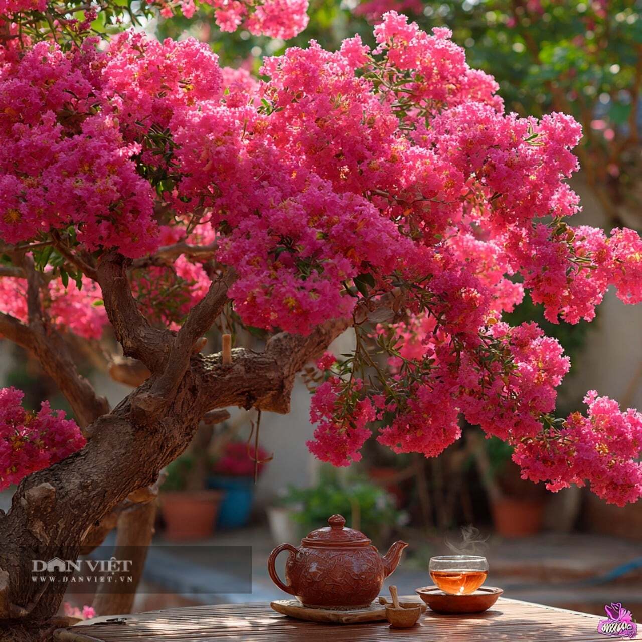 Khi bạn trồng cây cảnh này trong sân, cây tường vi như một bức tranh chậm rãi mở ra theo mùa.