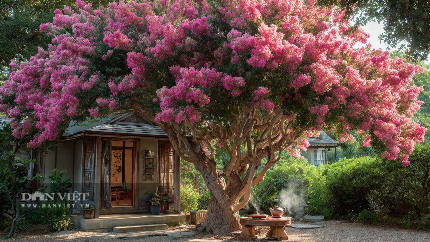 Cây cảnh này có biệt danh đặc biệt ấn tượng: bách nhật hồng - trăm ngày đỏ.