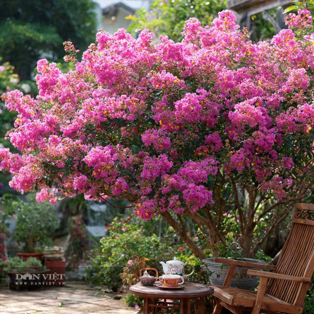 Ngồi thưởng trà, ngắm hoa, bạn sẽ cảm thấy tâm hồn mình dịu dàng hơn bao giờ hết