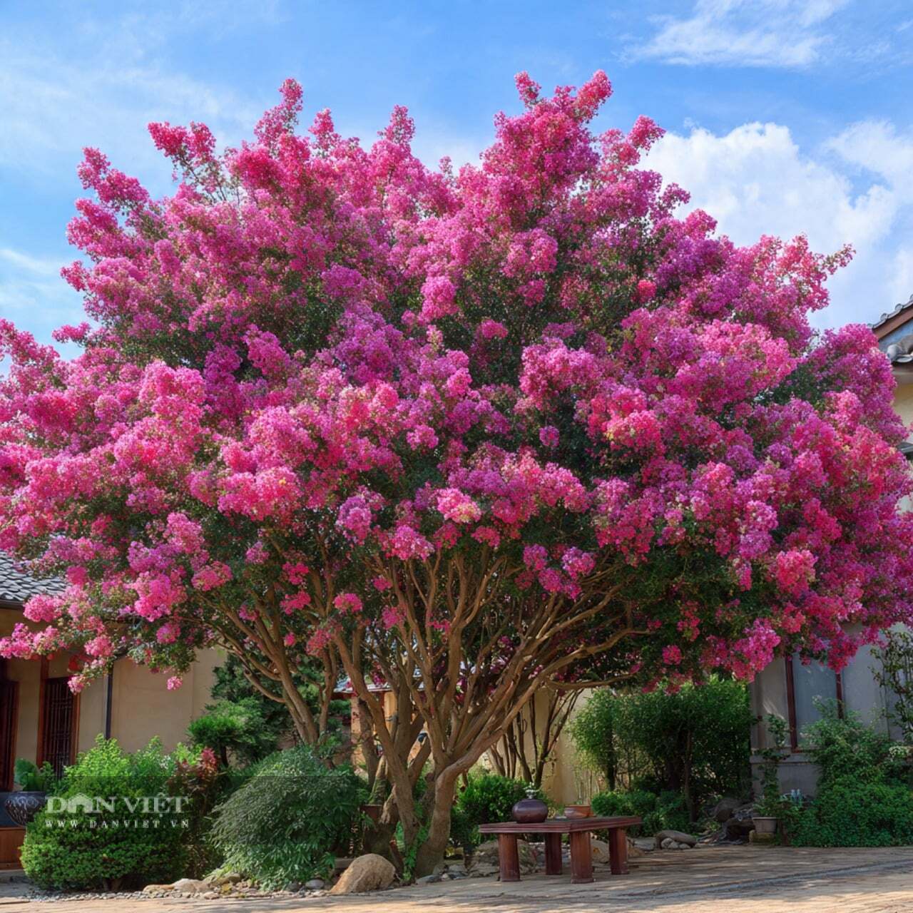 Cây cảnh này này chịu hạn tốt