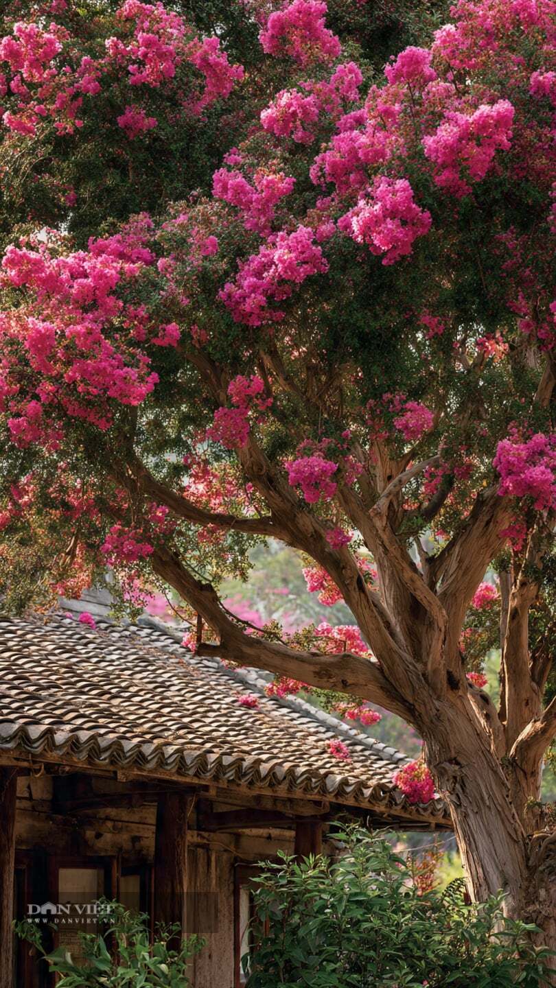 Cây cảnh sống 100 năm