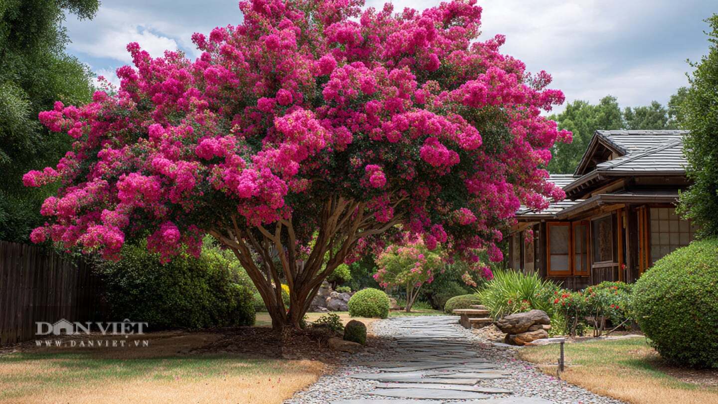 Cây cảnh tường vi không cần cắt tỉa nhiều.