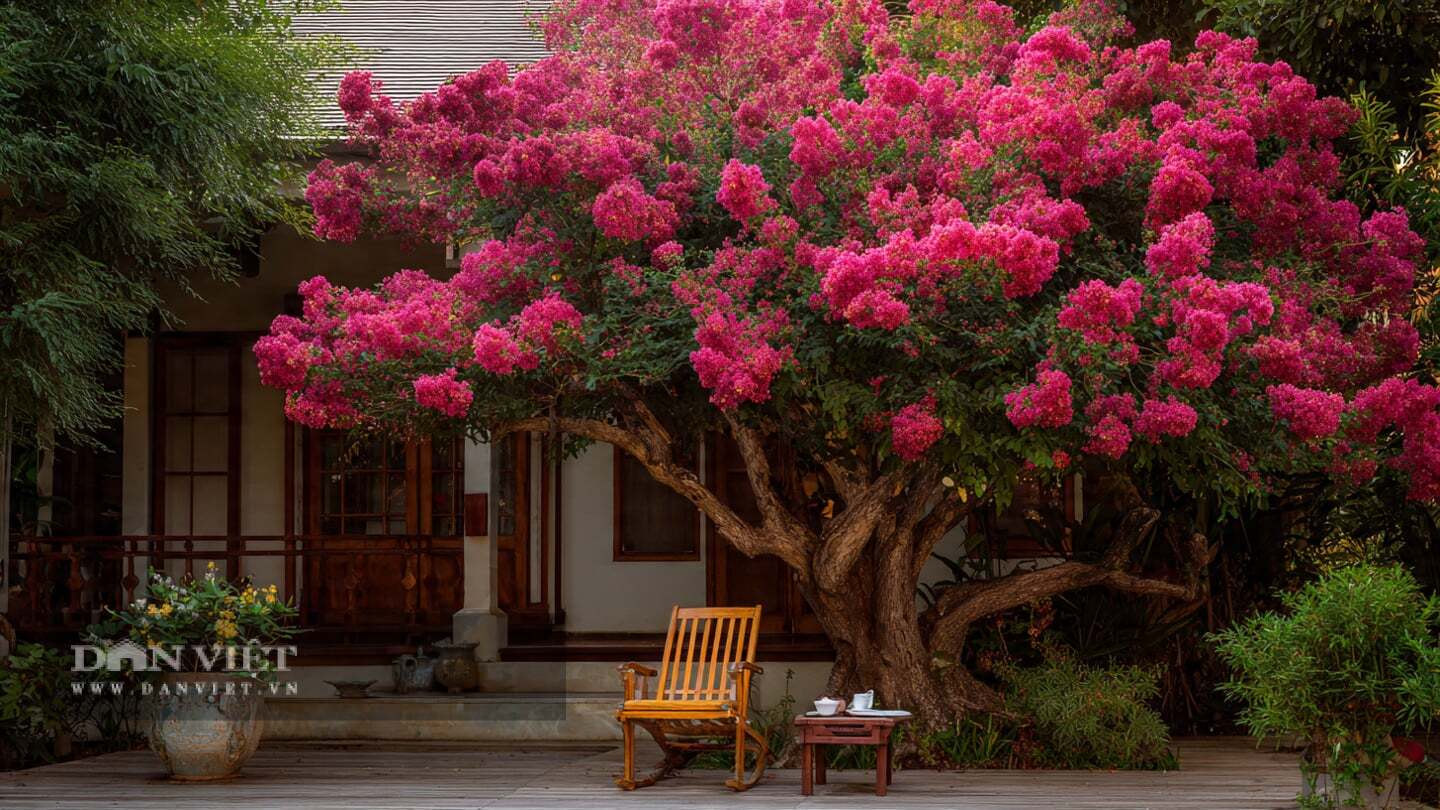 Trồng một cây cảnh này mang lại lợi ích cho các thế hệ tương lai.