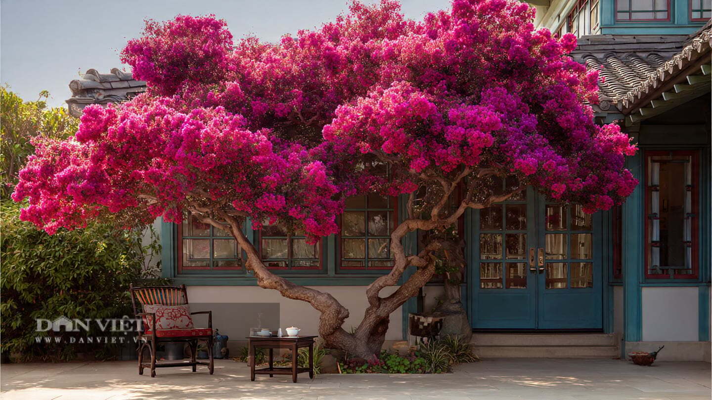 Cây cảnh rất ưa ánh nắng mặt trời;