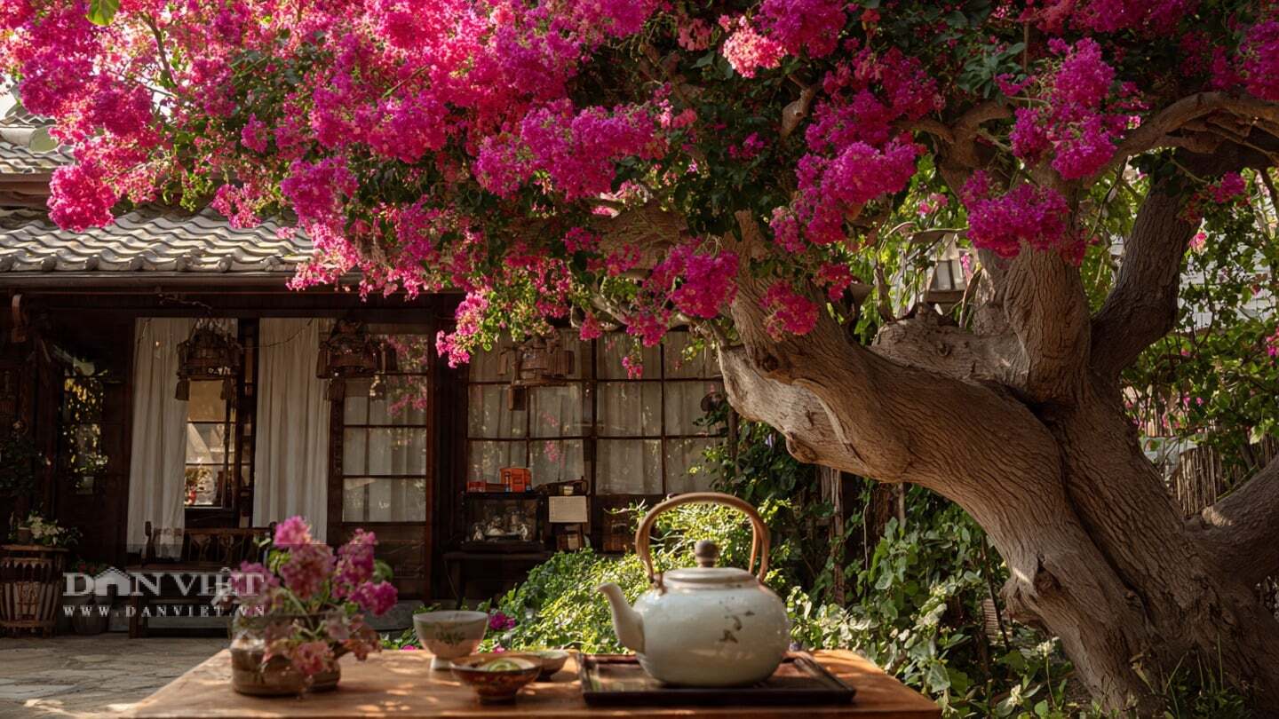 Tuổi thọ 100 năm, cây cảnh tường vi giản dị, không phô trương