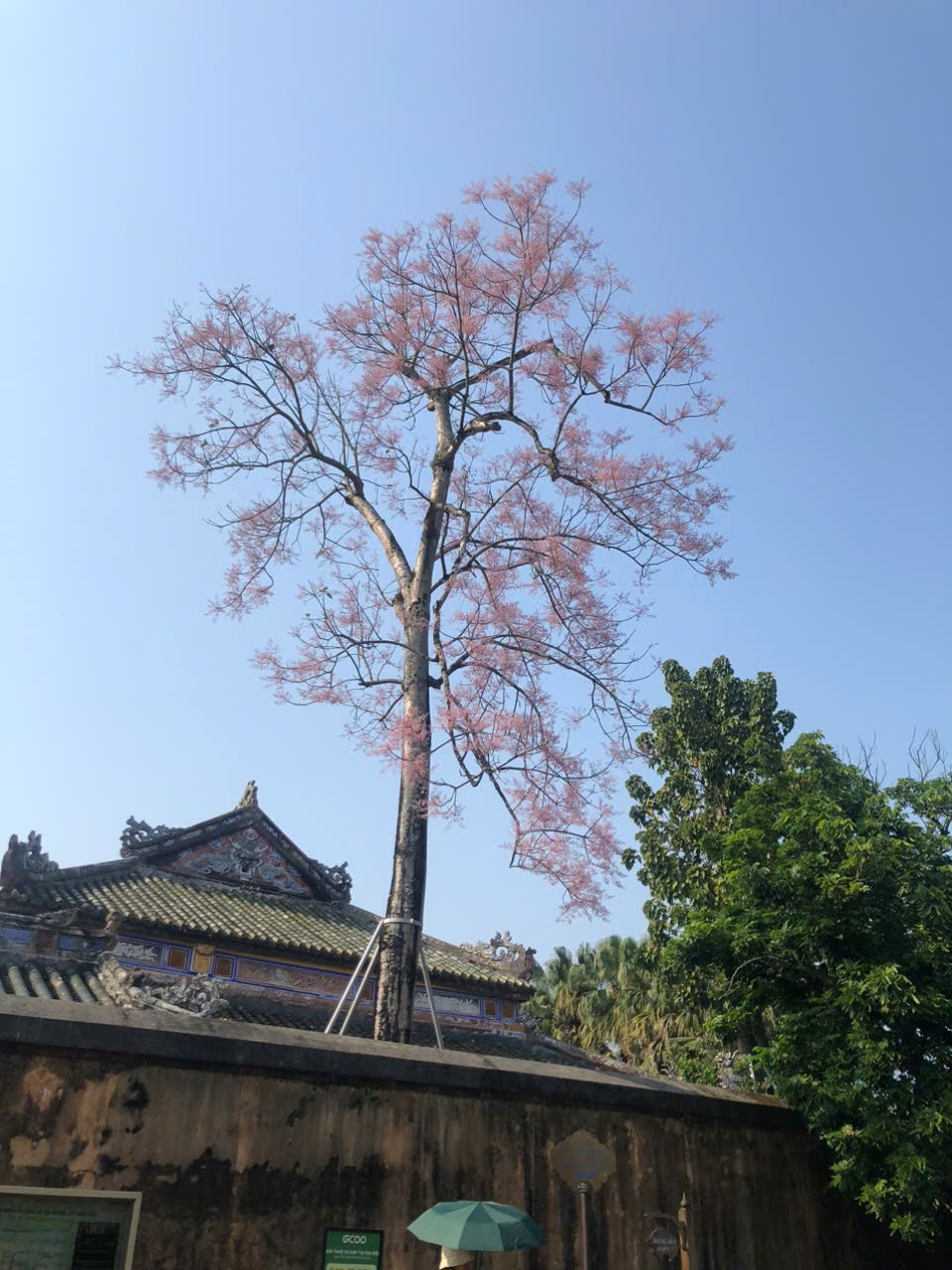 Tọa độ hoa ngô đồng xứ Huế: Ngoài Đại nội còn góc cây ở công viên ngát xanh 19 amp;#34;Tọa độamp;#34; hoa ngô đồng xứ Huế: Ngoài Đại nội còn góc cây ở công viên ngát xanh - 1