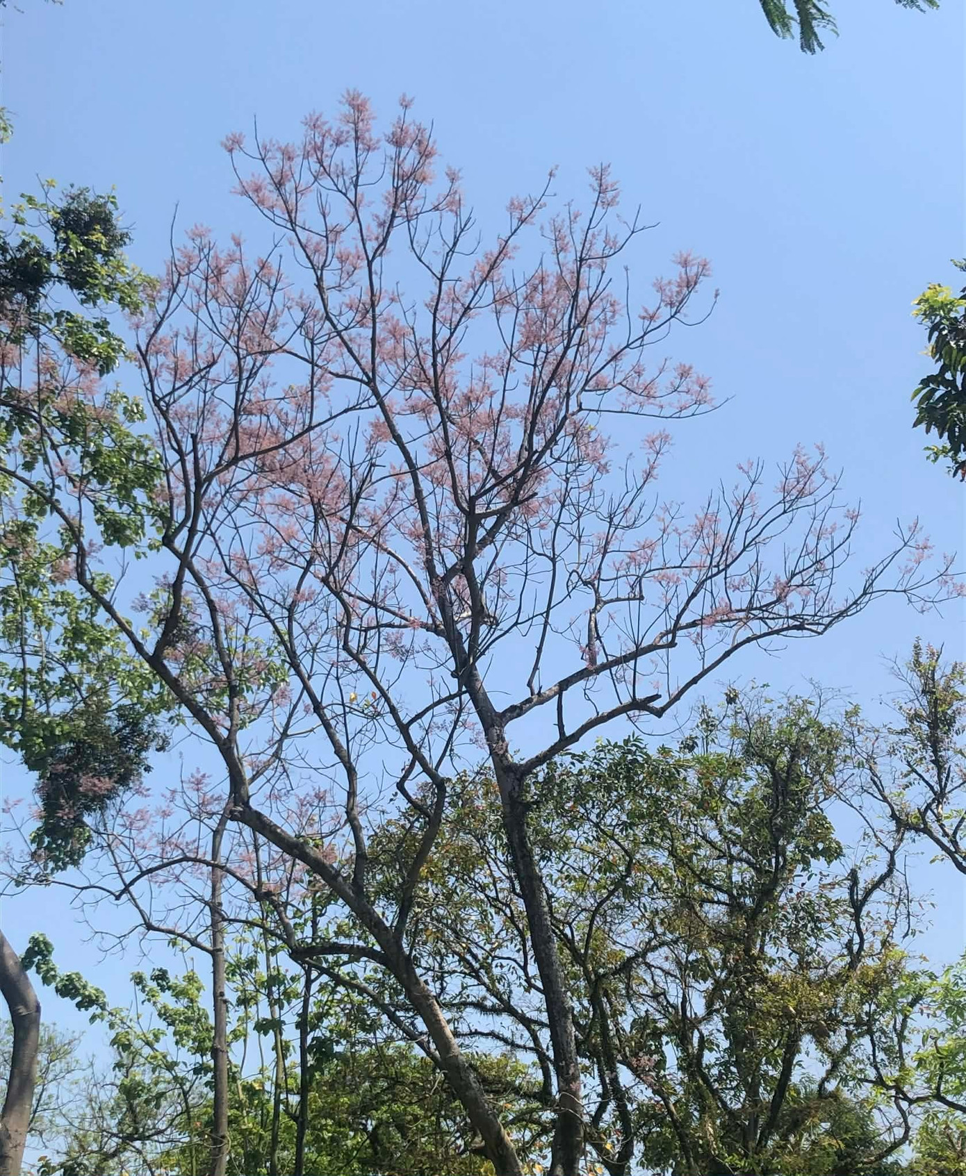 Tọa độ hoa ngô đồng xứ Huế: Ngoài Đại nội còn góc cây ở công viên ngát xanh 23 Ngô đồng ở công viên Thương Bạc. (Ảnh: Thùy Linh)