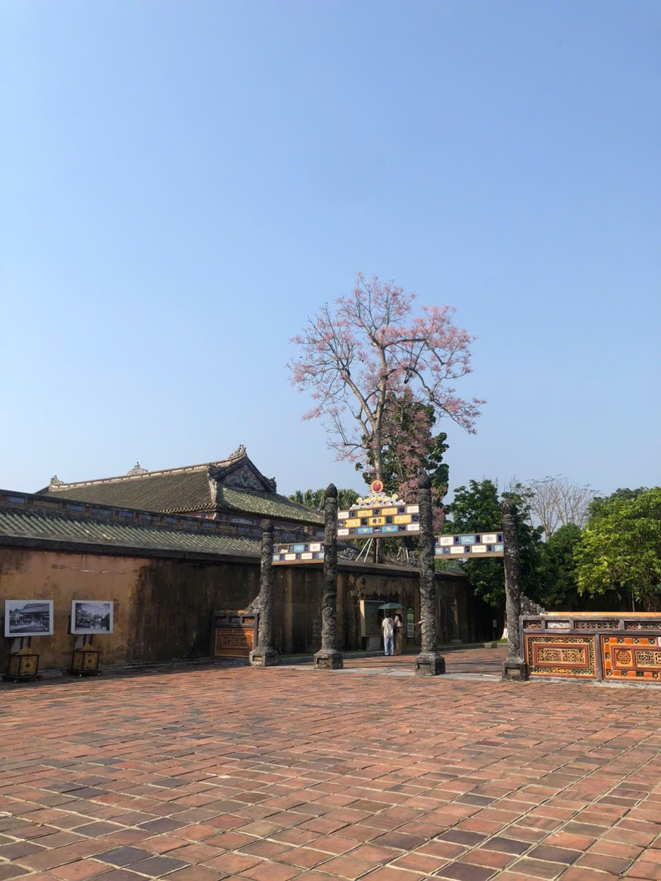 Tọa độ hoa ngô đồng xứ Huế: Ngoài Đại nội còn góc cây ở công viên ngát xanh 20 Chùm kẹo mây dễ thương ở điện Thái Hoà, Kinh Thành Huế. (Ảnh: Thùy Linh)