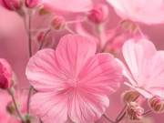 Eva tám - Ngày sinh Âm lịch của người có phúc đức sâu dày, cuộc đời rực rỡ "như hoa như ngọc"