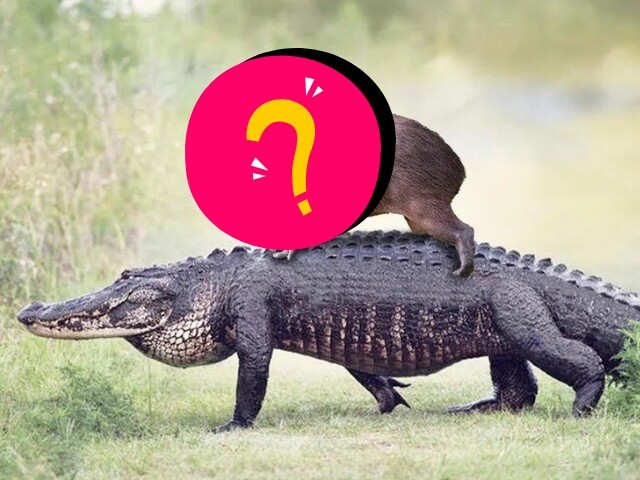 Loài vật mệnh danh bộ trưởng ngoại giao, có chất thải ngon nhất giới động vật khiến nhiều loài phải xếp hàng để ăn