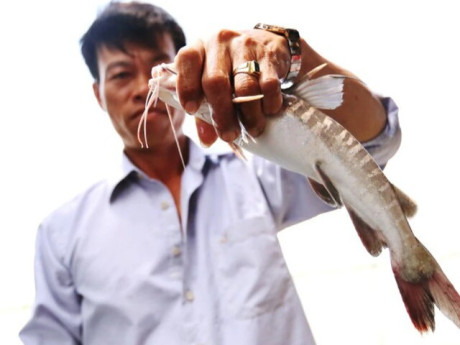 Loài cá đặc sản Cà Mau có tên nghe rất nguy hiểm, đánh bắt cực khó nhưng ăn một lần là nhớ mãi