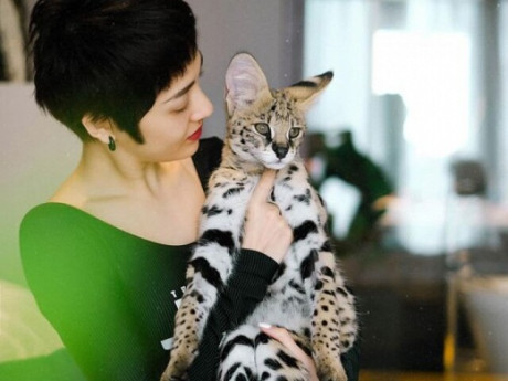 Loài mèo trông như "báo con" nhưng rất dễ gần, trị giá cả nửa tỷ đồng từng khiến ca sĩ nổi tiếng Việt Nam yêu thích