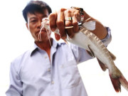Lifestyle - Loài cá đặc sản Cà Mau có tên nghe rất nguy hiểm, đánh bắt cực khó nhưng ăn một lần là nhớ mãi