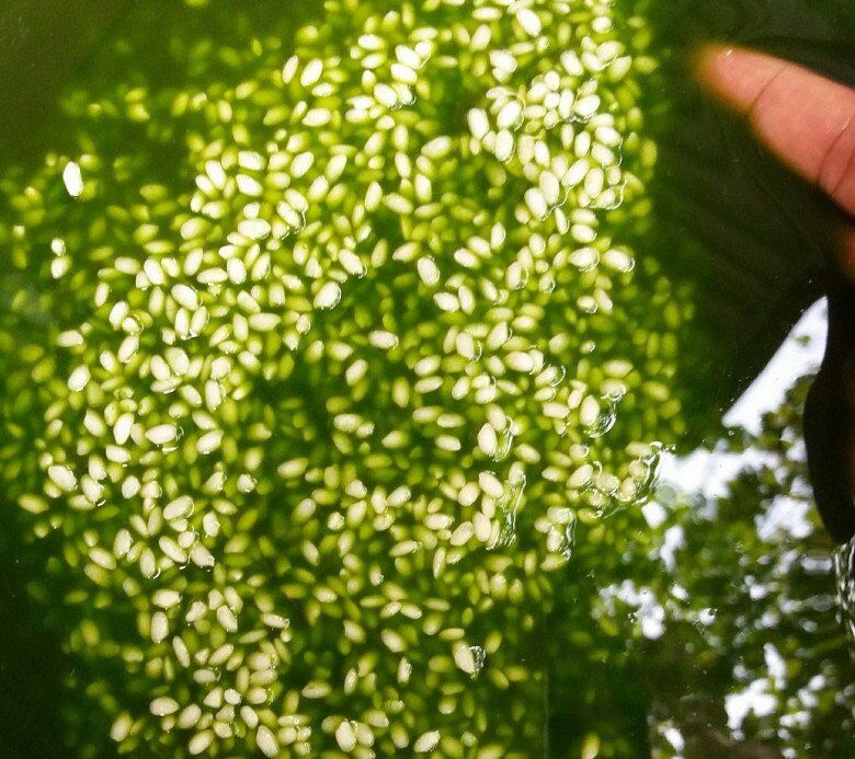 Cách làm bánh chưng luôn xanh mướt, dẻo ngon, bảo quản an toàn trong tủ lạnh cả dịp Tết - 1