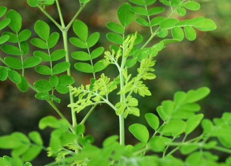Cây này thường bị nhầm là rau ngót, canxi gấp 4 lần sữa, nấu canh với tôm vừa ngon ngọt, bổ dưỡng lại thanh mát - 1