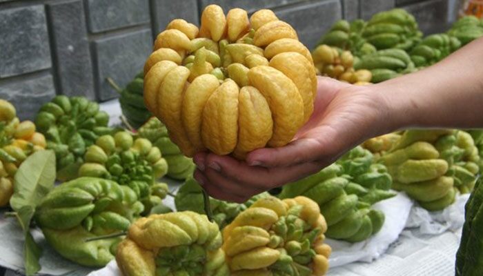 Chọn phật thủ cúng Tết, nhớ đếm theo quy luật này, vận khí may mắn, cả năm thịnh vượng - 2