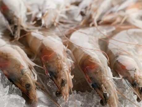 Tôm mua về đừng cho ngay vào tủ lạnh, thêm 1 thìa ngọt lịm này tôm để lâu vẫn tươi như mới