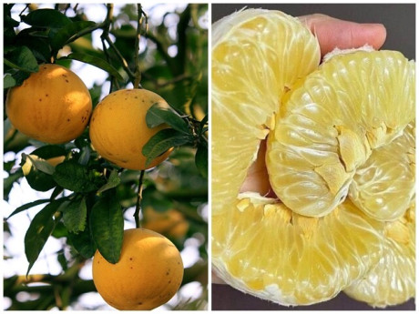 Bếp Eva - Cách chọn bưởi Diễn ngon ngọt sắc, chuẩn không chỉnh để dành ăn Tết Bính Ngọ