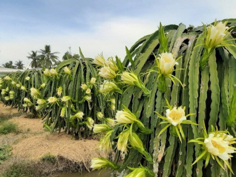 Bếp Eva - Loại quả "tốt nhất thế giới" có nhiều ở Lâm Đồng, trồng một lần thu hoạch nhiều năm, thành đặc sản ăn cực ngon