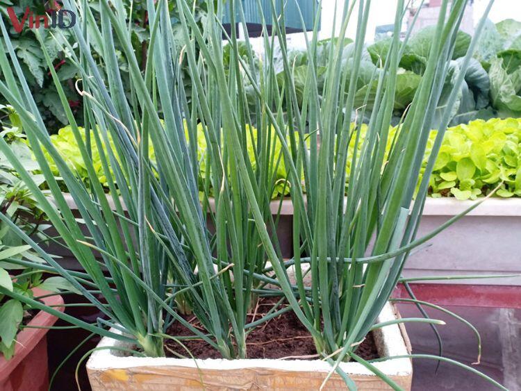 Hành lá mua nhiều ăn không hết, nhúng vào nước này rồi cất để vài tháng đến nửa năm vẫn tươi ngon - 5