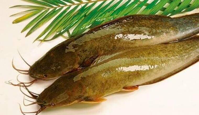 Loại cá bị chê bẩn nhưng bổ ngang vi cá mập, chợ Việt bán đầy mà ít người biết mua ăn, đem om mẻ siêu hấp dẫn - 1