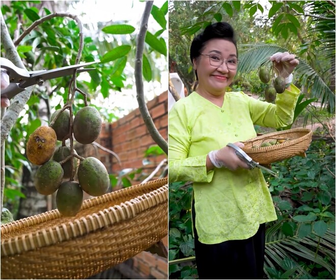 Điểm đặc biệt trong hộp chân gà của nữ nghệ sĩ chính là sự góp mặt của những trái cóc bao tử giòn rụm được hái ngay tại vườn nhà. Cô hóm hỉnh khoe: Nhà có vài gốc nhưng trái quanh năm, thèm là có liền à, không có tốn đồng bạc cắc xu nào đi chợ hết trơn.