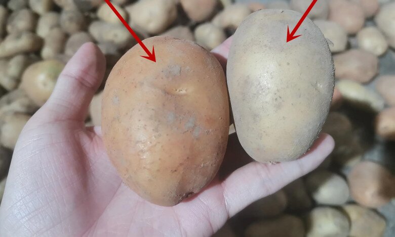 Mua khoai tây, đừng chỉ chọn theo kích cỡ; hãy phân biệt giữa khoai tây bở và khoai tây giòn, chọn sai món ăn mất ngon - 4