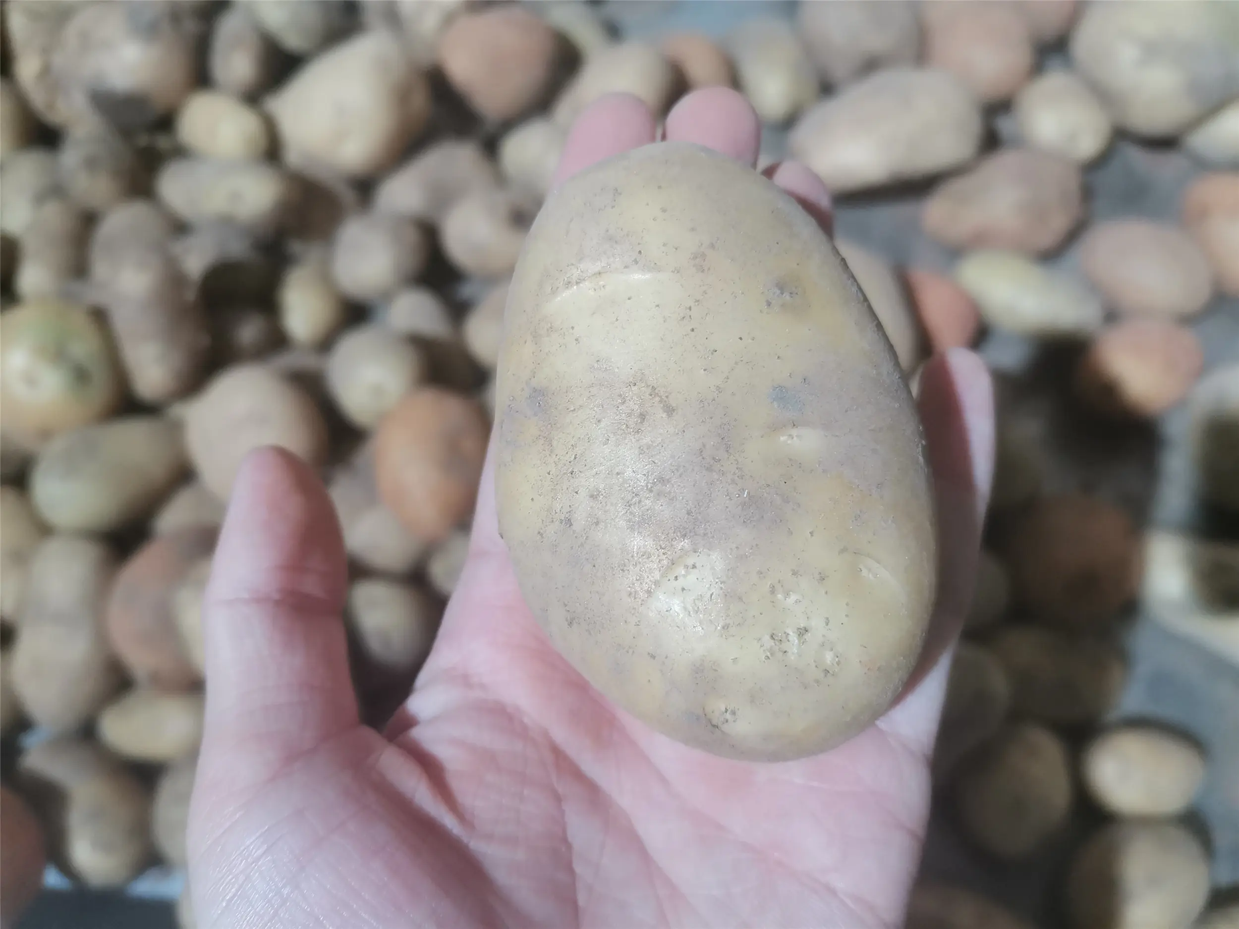 Mua khoai tây, đừng chỉ chọn theo kích cỡ; hãy phân biệt giữa khoai tây bở và khoai tây giòn, chọn sai món ăn mất ngon - 2