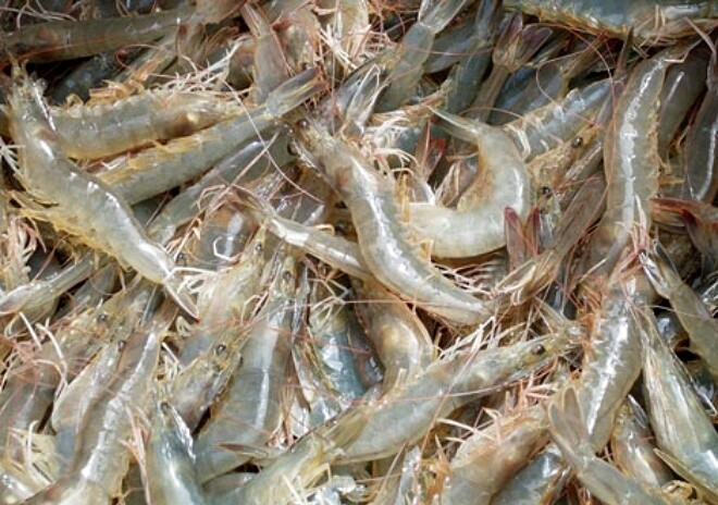 Rang tôm 30 năm giờ mới biết không cần cầu kỳ, chỉ cho 2 thứ này tôm lên màu đỏ đẹp lại cực giòn ngon - 2