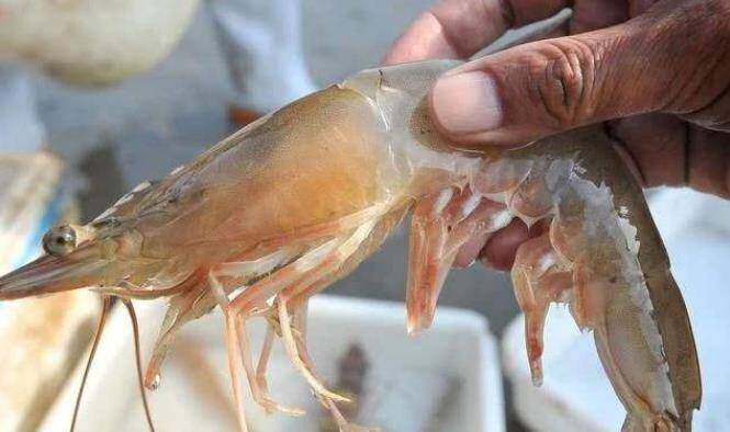 T&ocirc;m mua về đừng cho ngay v&agrave;o tủ lạnh, th&ecirc;m 1 th&igrave;a ngọt lịm n&agrave;y t&ocirc;m để l&acirc;u vẫn tươi như mới - 2