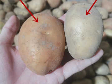 Bếp Eva - Mua khoai tây, đừng chỉ chọn theo kích cỡ; hãy phân biệt giữa khoai tây bở và khoai tây giòn, chọn sai món ăn mất ngon